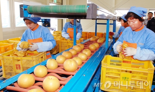 전남 장성군은 삼계농협이 군 관내와 인근 지역 초등학교 방과 후 돌봄교실 학생들에게 제철 과일을 제공하는 ‘과일간식 지원 시범사업’의 적격 업체로 선정됐다