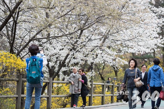  서울 낮 최고기온이 21도까지 오르는 등 봄날씨를 보인 10일 서울 남산순환로를 찾은 시민들이 만개한 벚꽃아래 산책을 즐기고 있다. 2018.4.10/뉴스1  