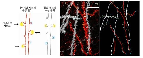 (왼쪽) 해마의 신경세포들 중에서 기억저장 세포를 빨간색으로, 그렇지 않은 세포들을 하얀색으로 표시하였다. 이 때 기억저장 세포의 수상 돌기의 시냅스 중에서 노란색 형광표지를 가지는 시냅스가 기억저장 시냅스이다. (검정 화살표로 표시됨.)&lt;br&gt; &lt;br&gt;(오른쪽) Dual-eGRASP를 이용하여 시냅스들을 구분하여 표지한 예시 이미지 및 3D 모델링. 빨간색 수상돌기 위의 노란색 표지가 있는 지점이 기억저장 시냅스들이 있는 곳이다/사진=서울대