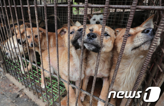 복날 식탁 오른 개고기…&quot;쓰레기 먹고 자랐다던데?&quot; - 머니투데이