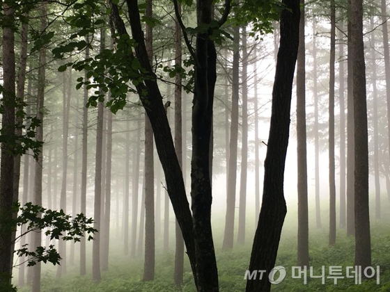 만항재의 안개./사진제공=이호준 여행작가