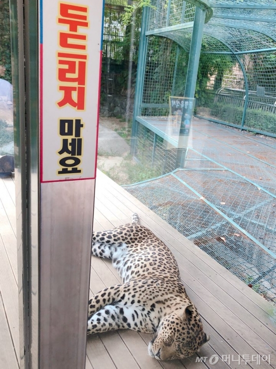 르포]퓨마 탈출 그 이후… '주토피아'는 없다 - 머니투데이