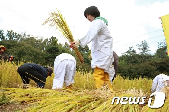 [사진]'내 손으로 하는 벼 수확' - 머니투데이