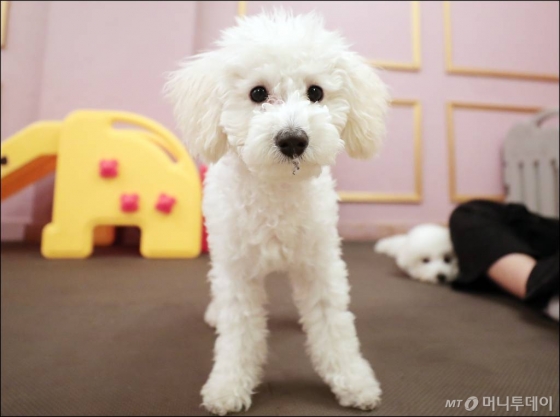 지난 7일 반려견 유치원을 찾은 반려견 '둥이'. /사진= 김창현 기자