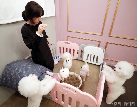 지난 7일 반려견 유치원에 등원한 반려견들이 선생님과 놀이를 하고 있는 모습. /사진= 김창현 기자