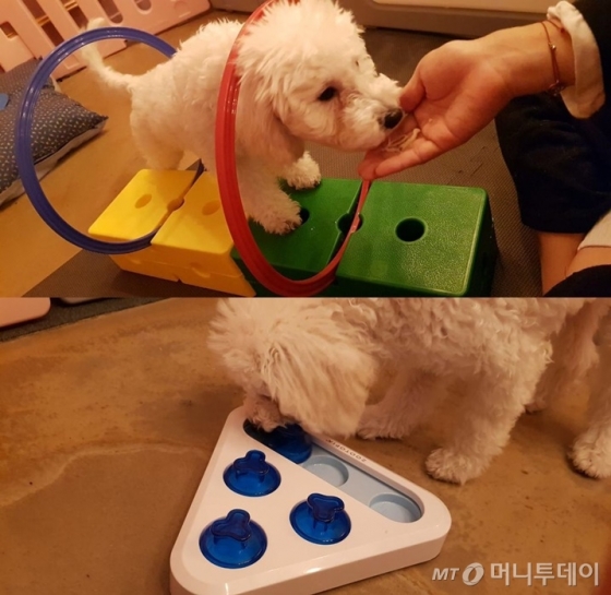지난 7일 찾은 반려견 유치원에서 반려견 둥이가 터널 통과, 노즈워크 등 스트레스해소 운동을 하고 있다. /사진= 유승목 기자