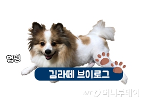 '댕댕이 브이로그'