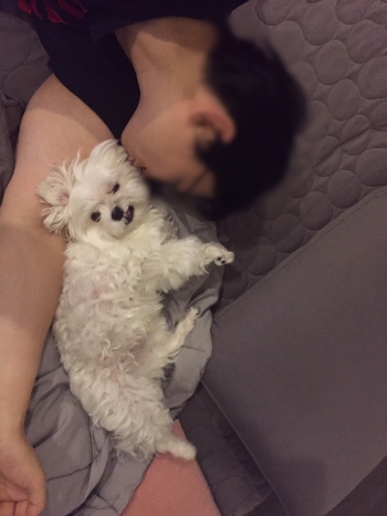 반려견 똘이(4살, 몰티즈)에게 뽀뽀를 시도했다가 거절당했다. 그래도 저렇게 리얼하게 싫은 표정을 지을 필요는 없을텐데. 아내가 찍어줘서 처음 알았다, 거절 의사가 명확하다는 걸. 상처 받았지만, 뽀뽀는 계속된다. 똘이야, 미안. 네가 귀여운 게 잘못이야./사진=남형도 기자 아내