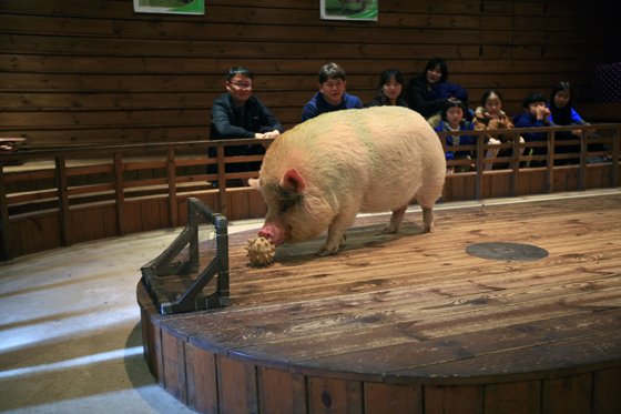 경기 이천 '돼지보러오면돼지'의 돼지 공연에서 돼지가 골대에 골을 넣고 있다./사진제공=한국관광공사