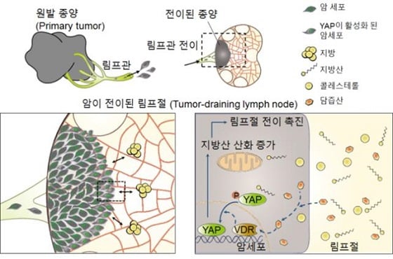 [׸ 1] ϼ    ĵ&lt;br&gt;&lt;br&gt;ϼ  ó ۵  (primary tumor)  Ǵ   ̸ Ѵ.     ϼ ù °  ()  ڶ󳪱 Ѵ.    ̶ Ư¡ ִµ,     ϼ  ŸD ü(VDR) Ȱȭ ϸ,    YAP ȰȭǾ  ȭ Ű  ̸ Ųٴ  .  ϼ   ̸     ̴. 