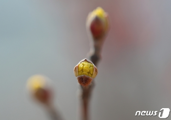 [사진] 꽃망울 터뜨린 산수유