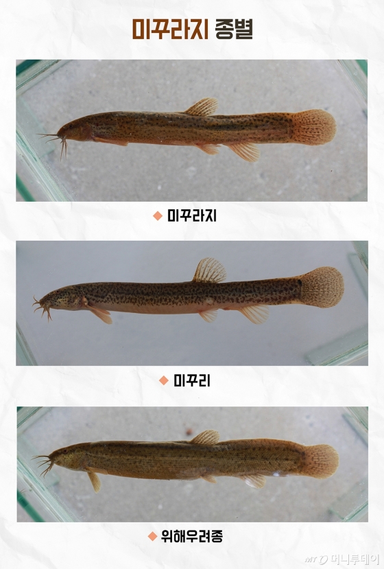 미꾸라지 3개 어종/사진=머니투데이