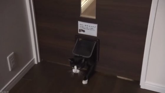 고양이 들의 아파트