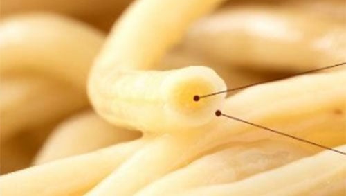 라면의 변신? 라면 발명기업, '완전영양식' 면 도전 - 머니투데이