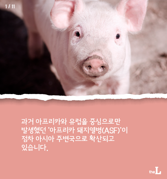 [카드뉴스] 치명적 돼지열병 유입 원천 차단