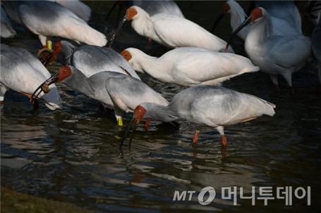 따오기의 모습 /사진제공=환경부