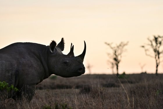 남아프리카와 케냐에 주로 서식하는 멸종위기종 '검은코뿔소' /사진=AFP