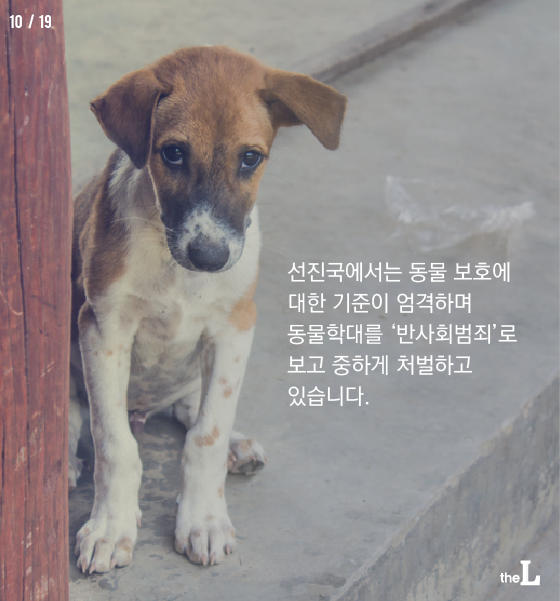 [카드뉴스] 동물학대 여전 "솜방망이 처벌"