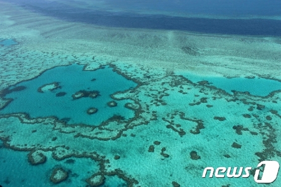 죽어가는 호주 해안의 산호초© AFP=뉴스1