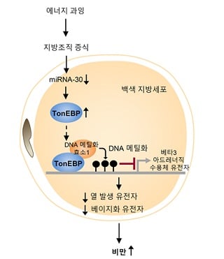 ̺ ܹ    . &lt;br&gt;&lt;br&gt;   ĵ 漼 TonEBP ܹ .  TonEBP DNA ƿȭȿ1(DNMT1) Ͽ DNA ƿȭŰ ļ (epigenetic regulation)  Ÿ3 Ƶ巹 ü(3 adrenergic receptor)  .  ̴  ߻ ܹ  ȭ ܹ Ҹ Ͽ,  漼  Һ ϰ  ϰ /ڷ=UNIST