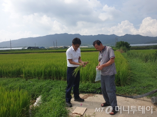 강진군 농업기술센테 관계자가 친환경 농작물 잔류 농약 검사를 위해 시료를 채취하는 장면. 사진제공=강진군.