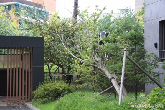 7일 태풍 '링링'이 동반한 강풍으로 인해 서울 동작구 모 아파트 단지 가로수가 쓰러졌다. /사진=독자 제공