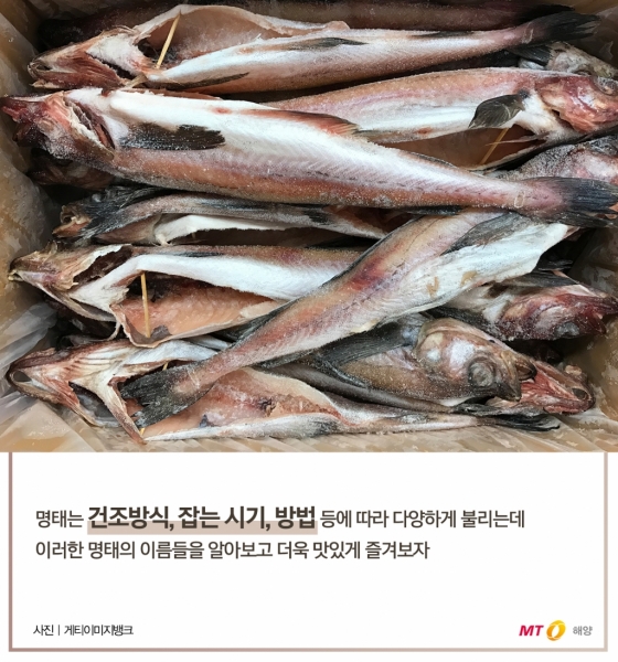 [바다정보다잇다] 황태·동태·코다리…명태의 진짜 이름은?