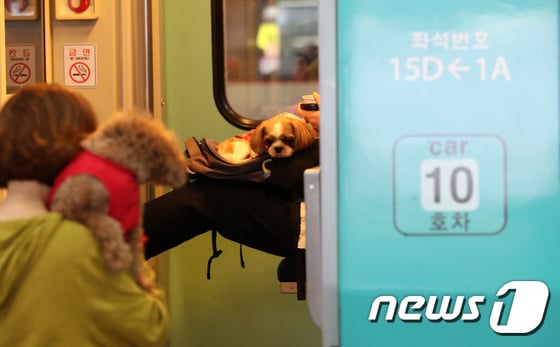 "댕댕이와 여행을"…반려동물, 국내관광 활성화 촉매제될까