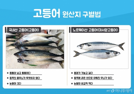 국내산 고등어, 노르웨이산 고등어 구별법/디자인=유연수 디자이너