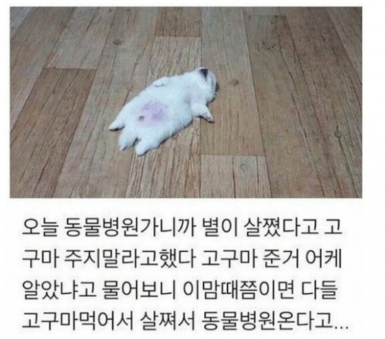 강아지가 고구마를 먹고 살쪘다는 온라인 커뮤니티 게시글. / 사진 - 온라인 커뮤니티 캡쳐