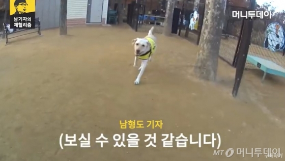 반려견 놀이터에서, 신나게 뛰노는 메이./사진=남형도 기자