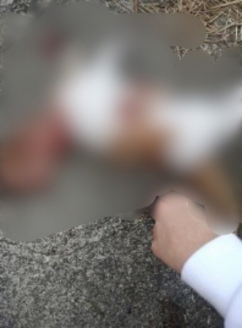 길고양이를 학대해 살해한 뒤 인터넷 커뮤니티에 올린 학대범. 동물자유연대는 "청소년으로 추정되는 인물"이라며 게시자를 동물보호법 위반으로 4일 경찰 고발했다./사진=동물자유연대