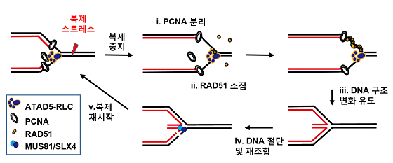 DNA 복제 스트레스(DNA replication stress) 상황에서 ATAD5 단백질의 복제 재시작 조절 메커니즘 <br><br>복제 스트레스에 의해 복제가 중지되면 ATAD5는 i) 우선 복제 스트레스를 받는 DNA 부위에서 PCNA를 떼어내고, 동시에 ii) 동시에 단백질 상호작용을 통해 RAD51 단백질을 소집한다. iii) RAD51 단백질은 DNA를 결합하며 DNA를 안정적인 구조로 변화시킨다. iv) 이후 MUS81/SLX4을 통해 DNA 절단 및 재조합이 일어나며 v) DNA 복제가 재시작 된다. 이처럼 ATAD5 단백질은 복제 스트레스를 겪는 DNA를 안정적으로 유지하고, 복제가 잘 마무리 되도록 한다/사진=IBS