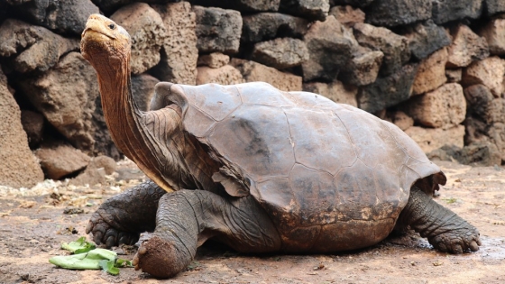 ڼ 800  İ ź ⿡(Diego) / = İ (GALAPAGOS NATIONAL PARK) 