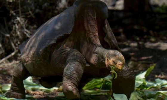 먹이를 먹고 있는 디에고. /사진 = 갈라파고스 국립공원(GALAPAGOS NATIONAL PARK) 제공