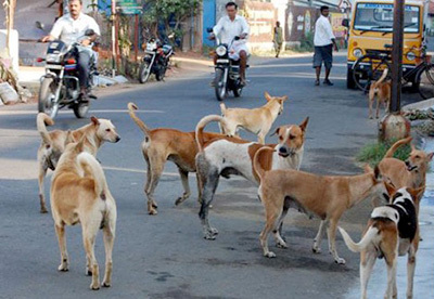 인도의 개떼. /사진 = 인도의 동물을 도와주세요(Help Animals India)