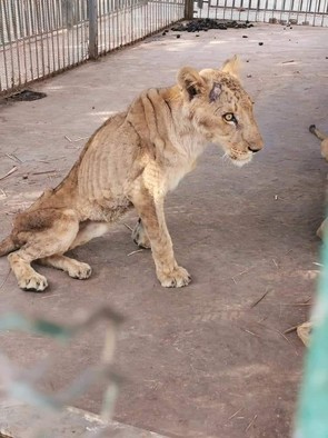 알 큐레시 동물원(Al-Qureshi Park)의 굶은 사자. 힘 없는 표정으로 허공을 응시하고 있다. /사진 = 수단 매체 다방가(Dabanga)