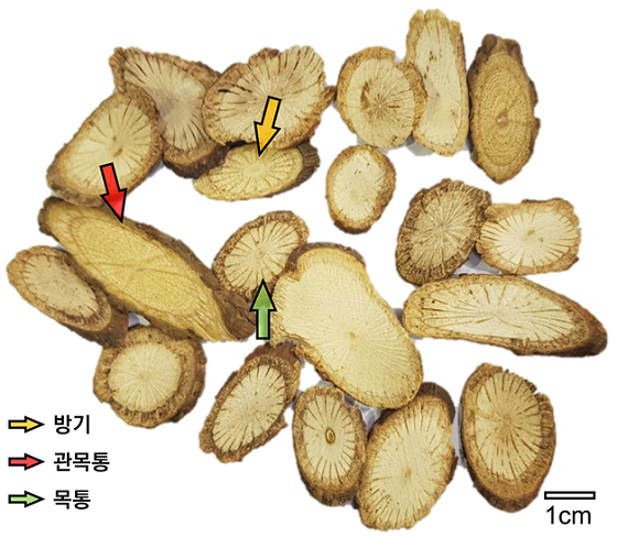 [자료1] 방기, 목통, 관목통의 절단면 비교/사진=한의학연