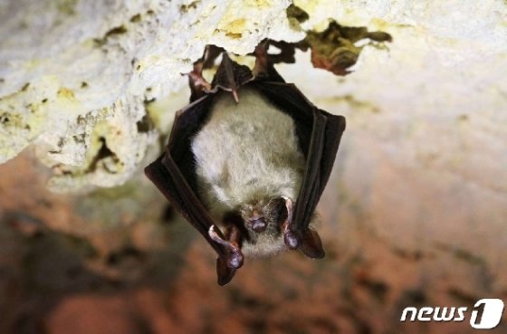 박쥐 © AFP=뉴스1