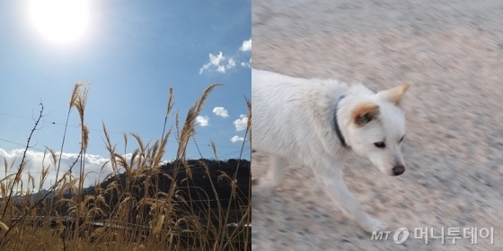 답답해서 나선 산책. 인적 드문 길을 마스크 끼고 걸었다. 지나가는 개에게 인사했지만 무시당했다./사진=구단비 인턴기자