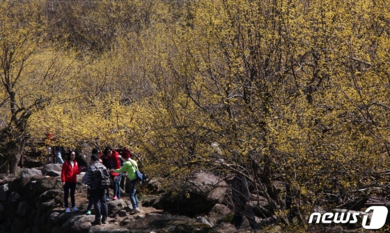 지난 8일 노오란 산수유꽃이 활짝 핀 전남 구례군 산동면 산수유마을을 찾은 상춘객들이 산수유 아래서 봄 정취를 만끽하고 있다./사진제공=구례군