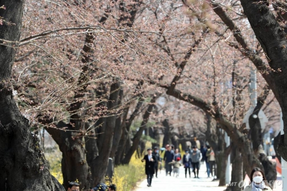2019년 4월 4일 서울 여의도 윤중로 벚꽃길에서 시민들이 산책을 하고 있다. /사진=이기범 기자 leekb@