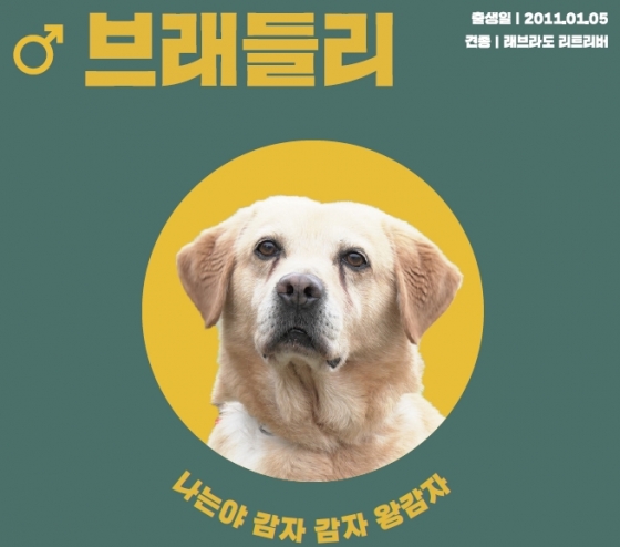국가가 훈련시킨 리트리버·스파니엘 분양 받아가세요! - 머니투데이 국가가 훈련시킨 리트리버·스파니엘 분양 받아가세요! - 머니투데이