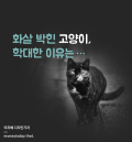 [카드뉴스] 화살 박힌 고양이…학대한 이유는