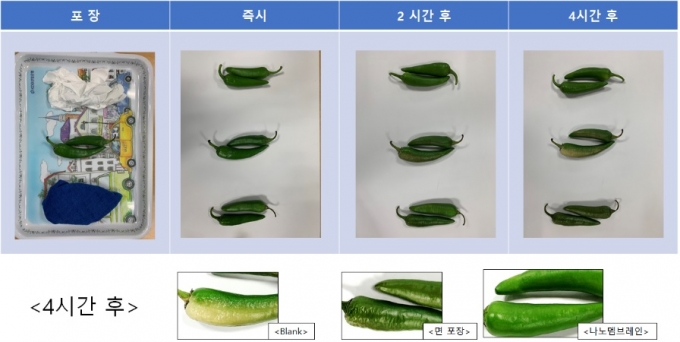 풋고추 보관 상태에 따른 신선도 비교. 4시간 동안 직사광선 아래 그대로 노출된 풋고추(왼쪽)와 면으로 감싼 풋고추(가운데), 나노멤브레인으로 감산 풋고추(오른쪽)의 상태가 육안으로도 확연히 다르게 보인다./사진제공=레몬
