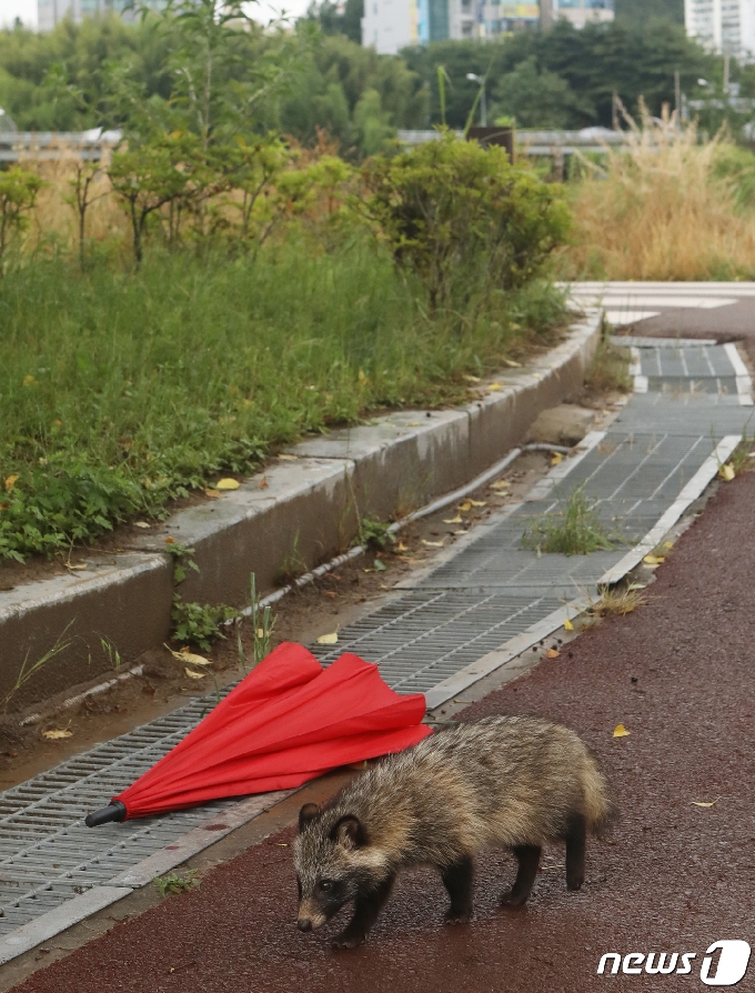 14일 오후 울산 남구 태화강국가정원 산책로 인근에 둥지를 튼 야생 너구리 새끼 한 마리가 산책로를 걷고 있다. 2020.6.14/뉴스1 &copy; News1 윤일지 기자