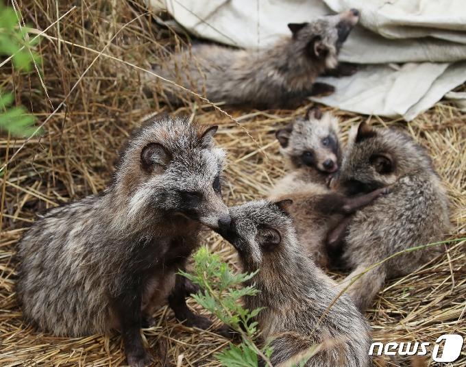 14일 오후 울산 남구 태화강국가정원 산책로 인근에 둥지를 튼 야생 너구리 가족이 단란한 시간을 보내고 있다. 2020.6.14/뉴스1 &copy; News1 윤일지 기자
