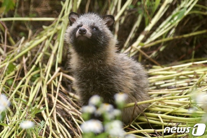 14일 오후 울산 남구 태화강국가정원 산책로 인근에 둥지를 튼 야생 새끼 너구리 한 마리가 주변을 살피고 있다. 2020.6.14/뉴스1 &copy; News1 윤일지 기자