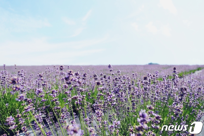 전북 정읍시 구룡동에 지중해를 연상하는 보랏빛 라벤더꽃이 만개해 관광객들을 유혹하고 있다. /&copy; 뉴스1