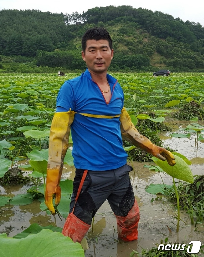 연근밭에서 일을 하고 있는 김성식 씨. © 뉴스1